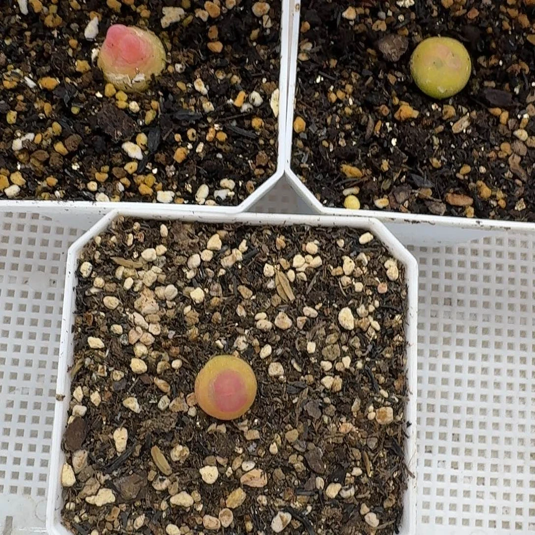 一***?老马生石花拉登1646