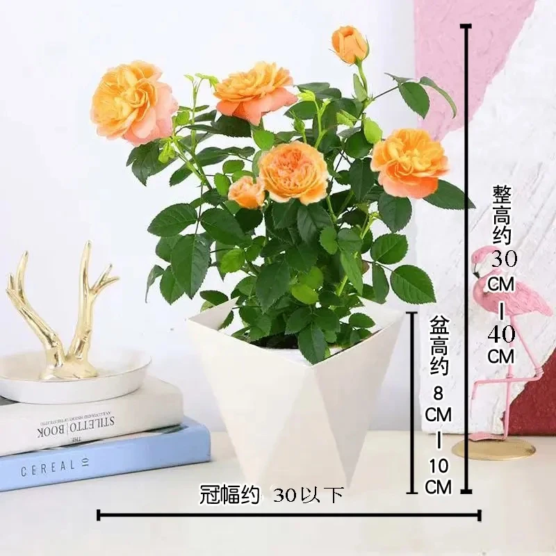 月季花苗果汁阳台中苗带花苞浓香型四季开花易活室内庭院