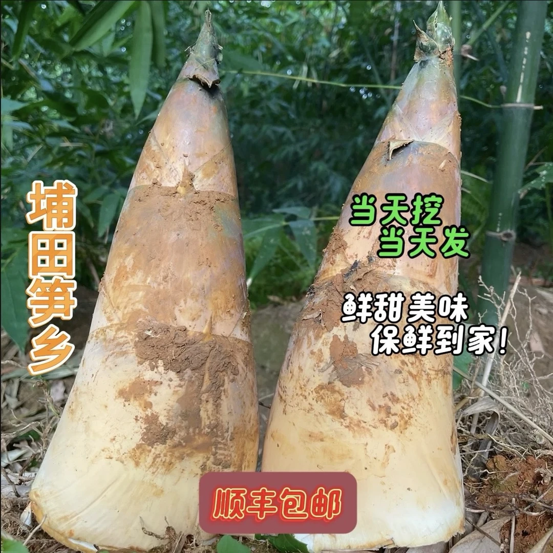埔田竹笋之乡揭阳埔田甜麻笋 酥 脆 甜