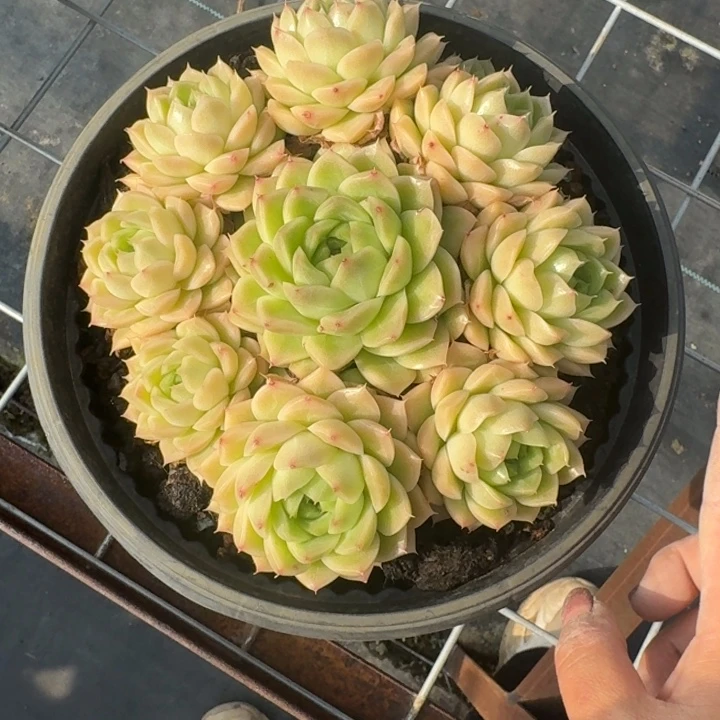 完美捧花多肉植物绿植