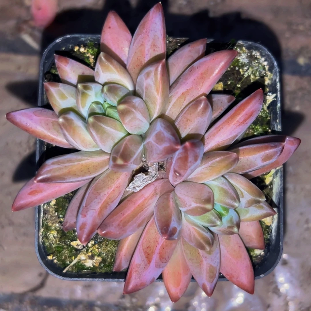 桔云多肉美人精品系列