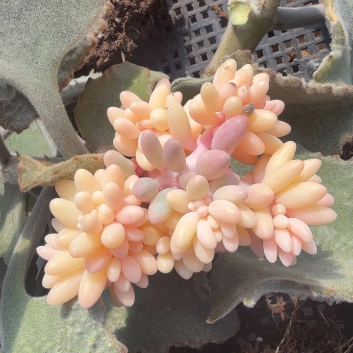 婴儿手指锦带嫁接木