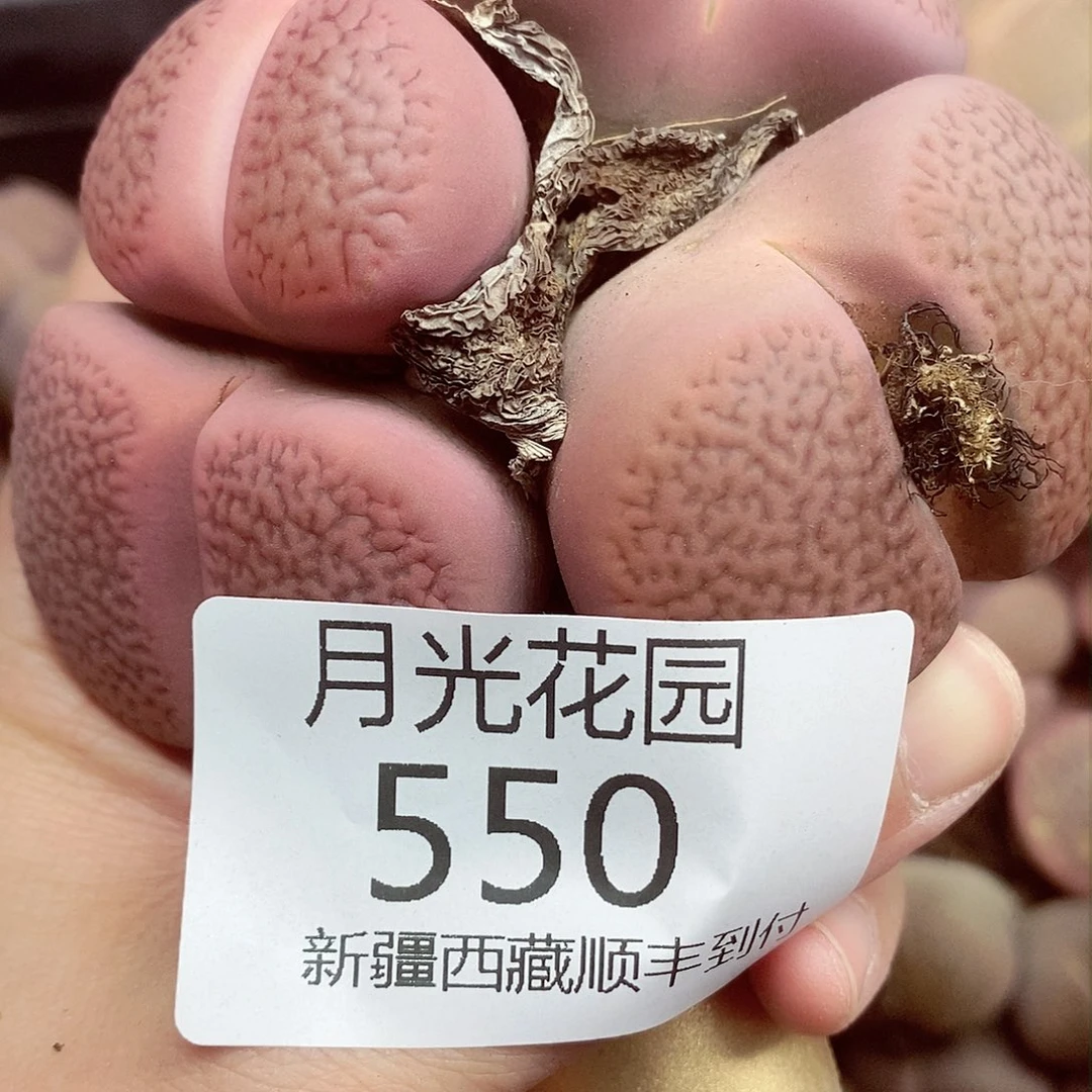我还想和他们出去逛逛550