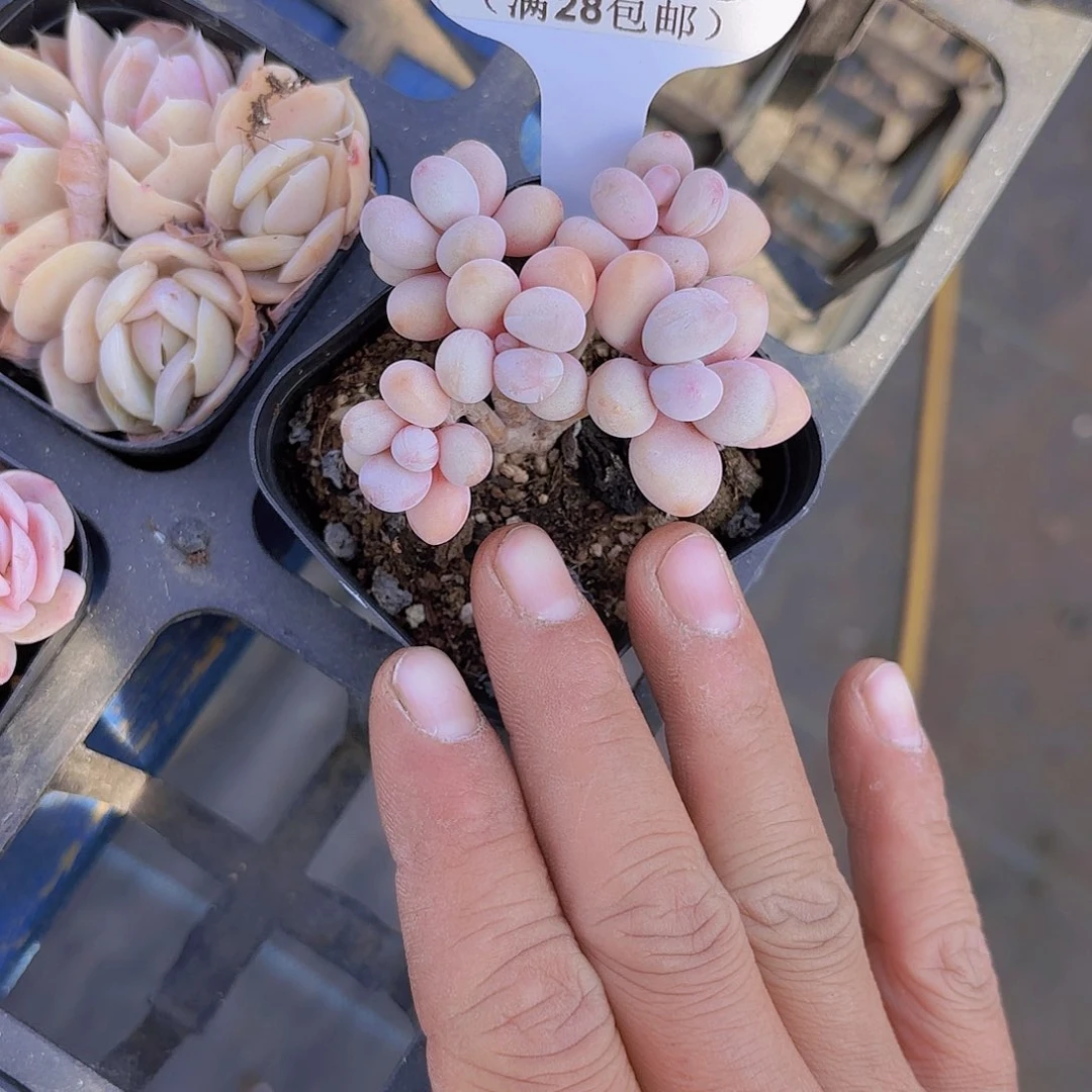 沐****D943桃蛋一物一拍