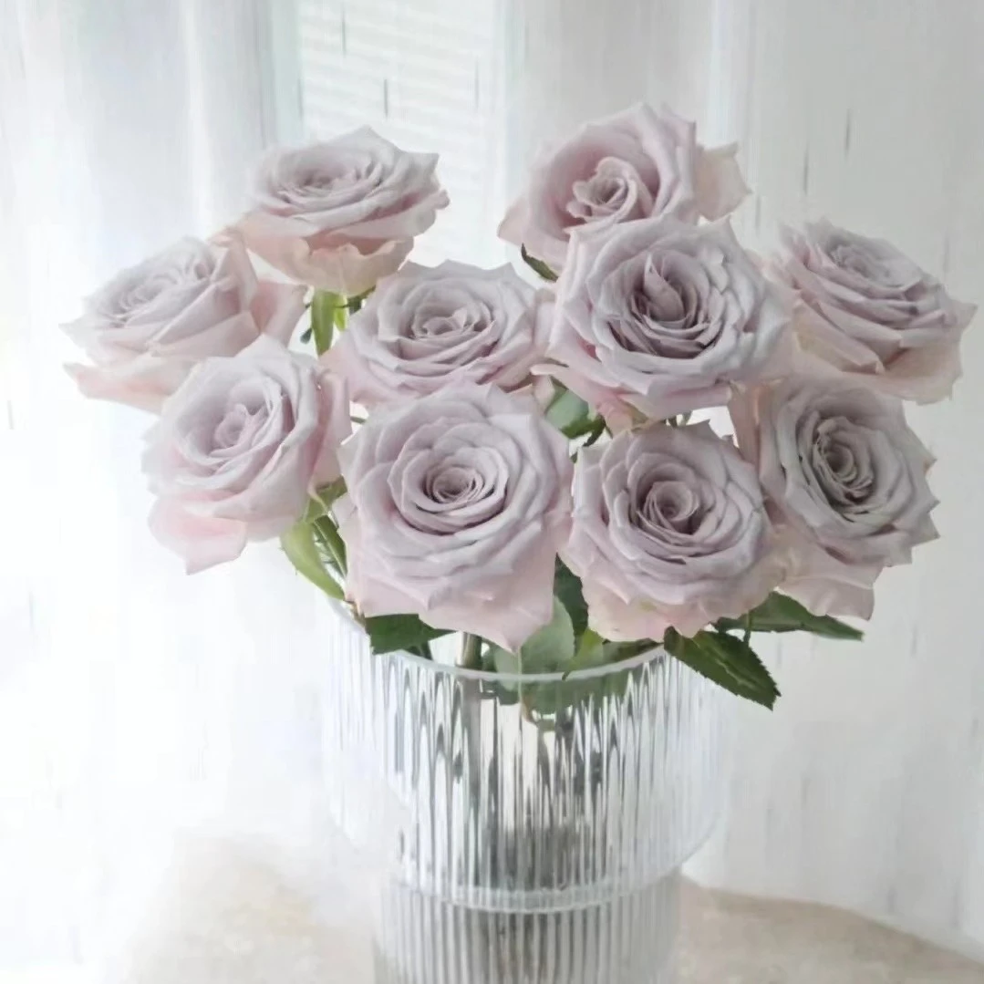 【曼塔】玫瑰 20 支装 山东日照基地源头直发 顺丰一单包邮到家