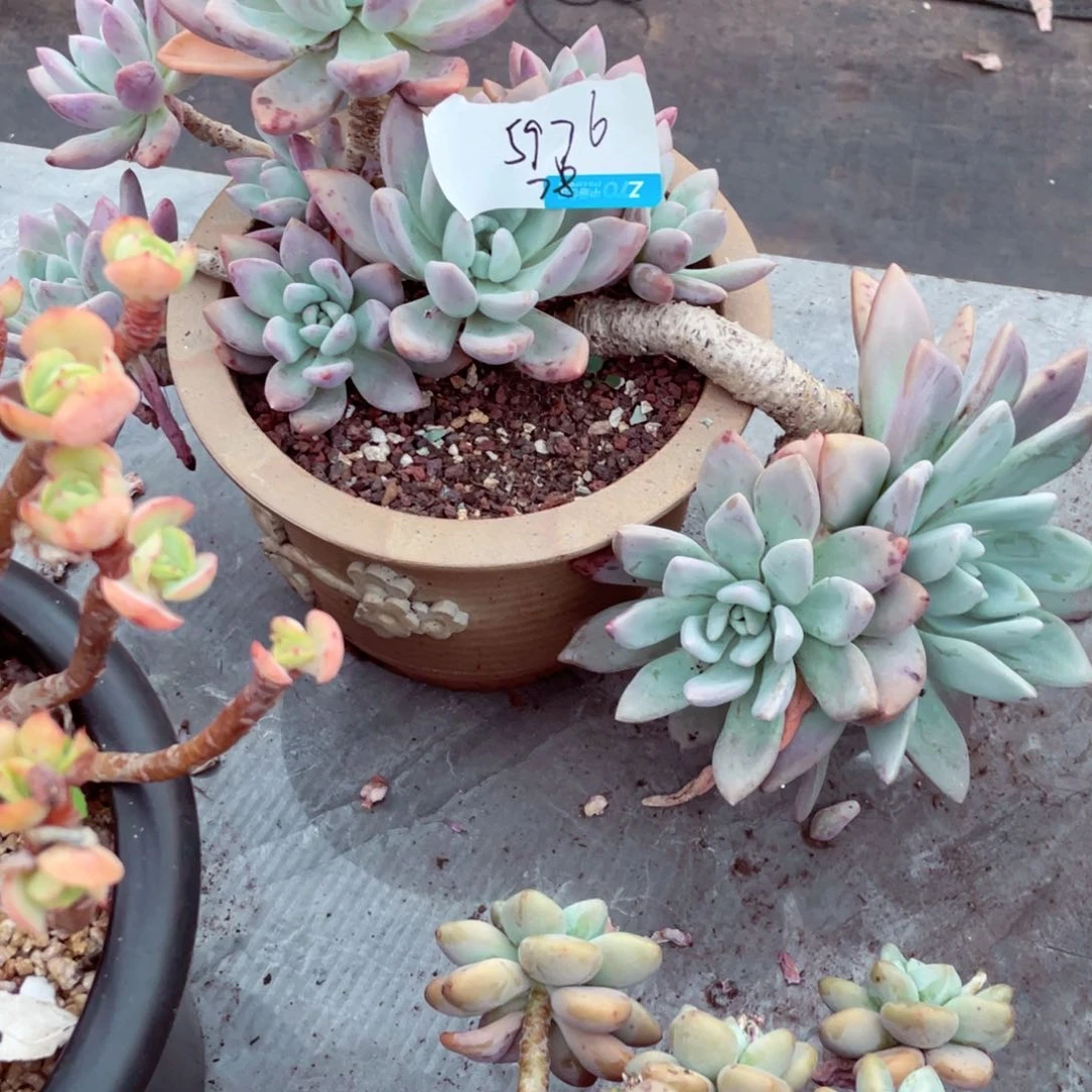 荔**眼奥普，5976一物一拍