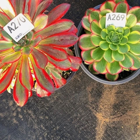 万奶白269丽娜香奈儿270带土球