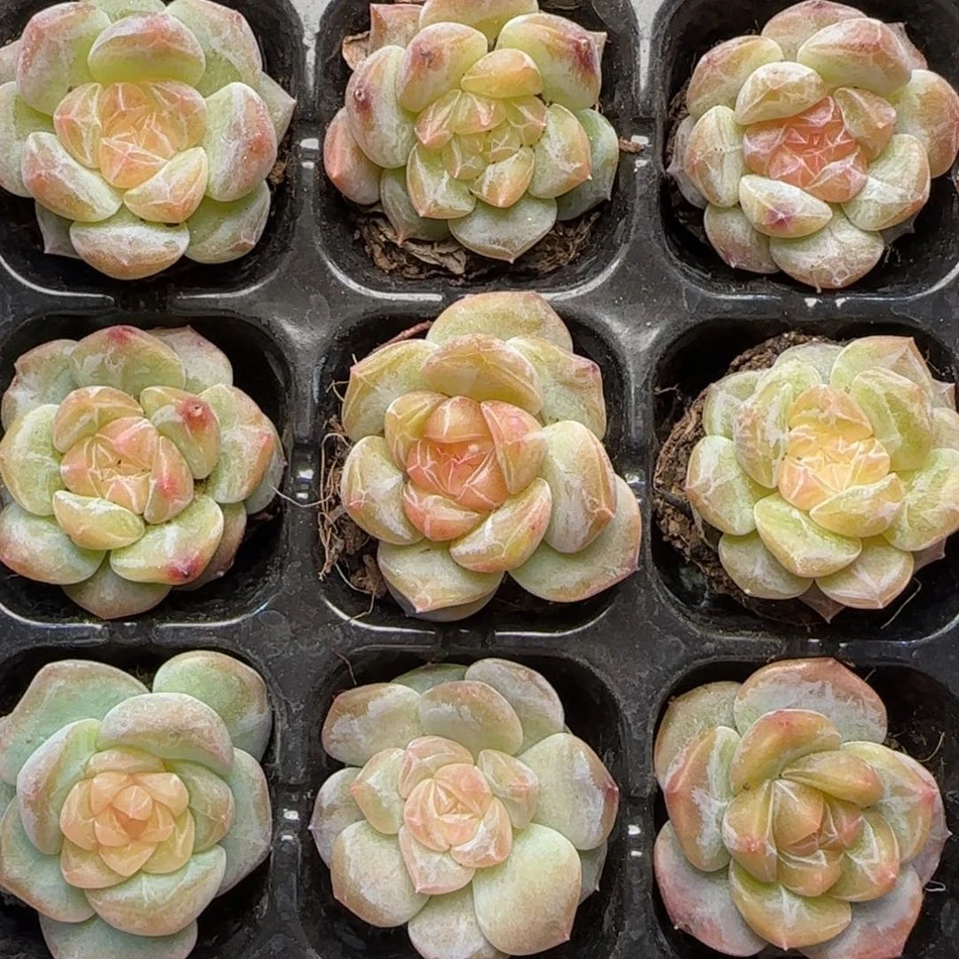 【满39包邮非偏远】655九棵