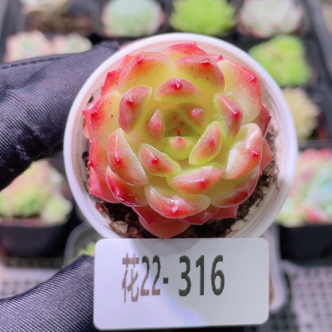 花利美22-316灵翠