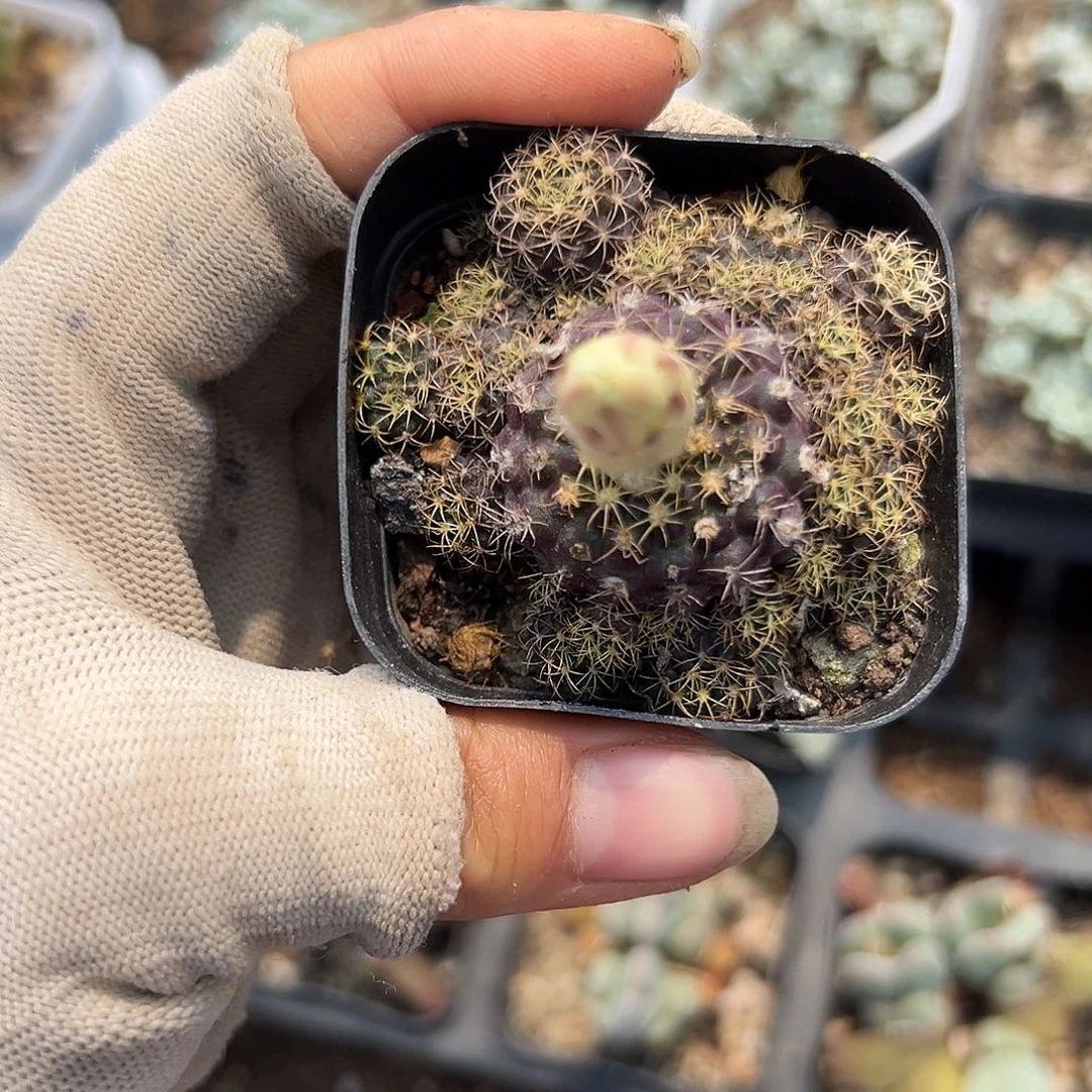 阿胶啊呃呃呃呃呃呃呃呃呃呃