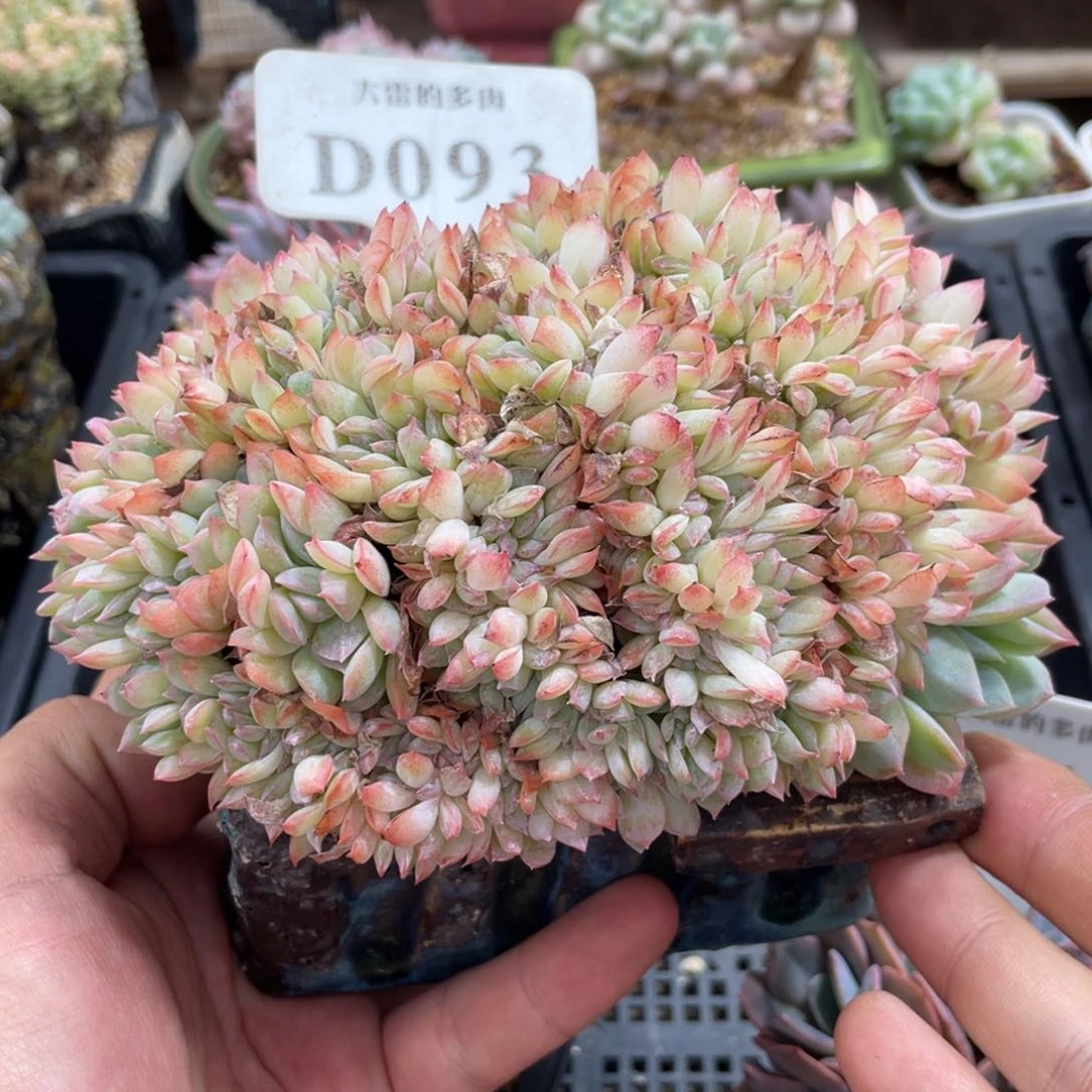 093莎莎不带盆15厘米