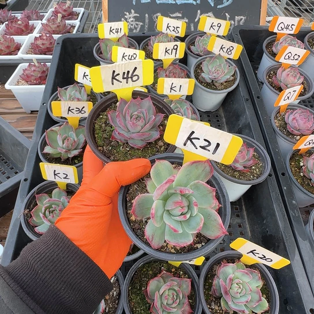 重****肉K46-21惊鸿单头多肉