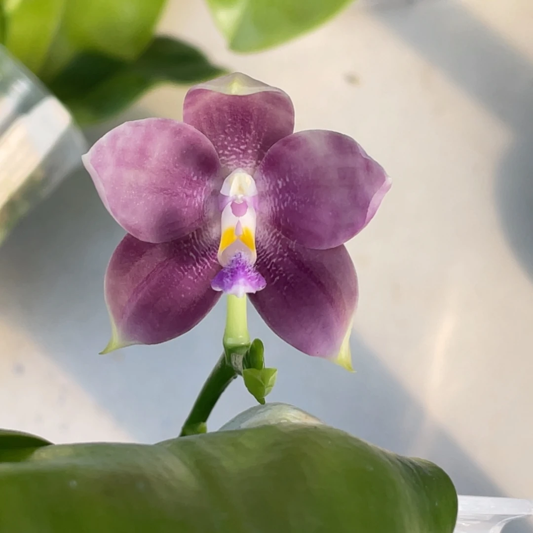 完全开放4寸弥陀蓝熊交蓝盾