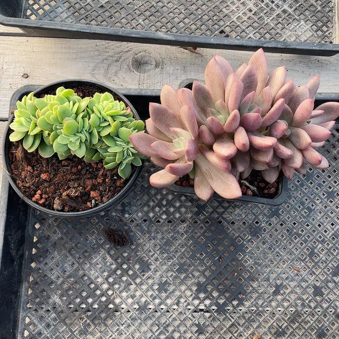 星纳塔缀化组桃花源朵朵缀