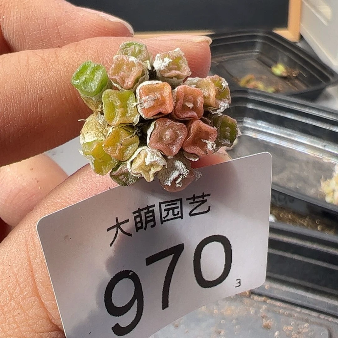 0000970 肉锥一物一拍……