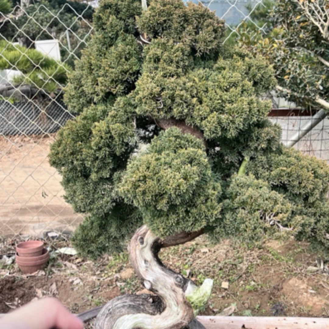 【直播链接】基地盆景黑松五针松老桩黄杨老盆口珍珠柏