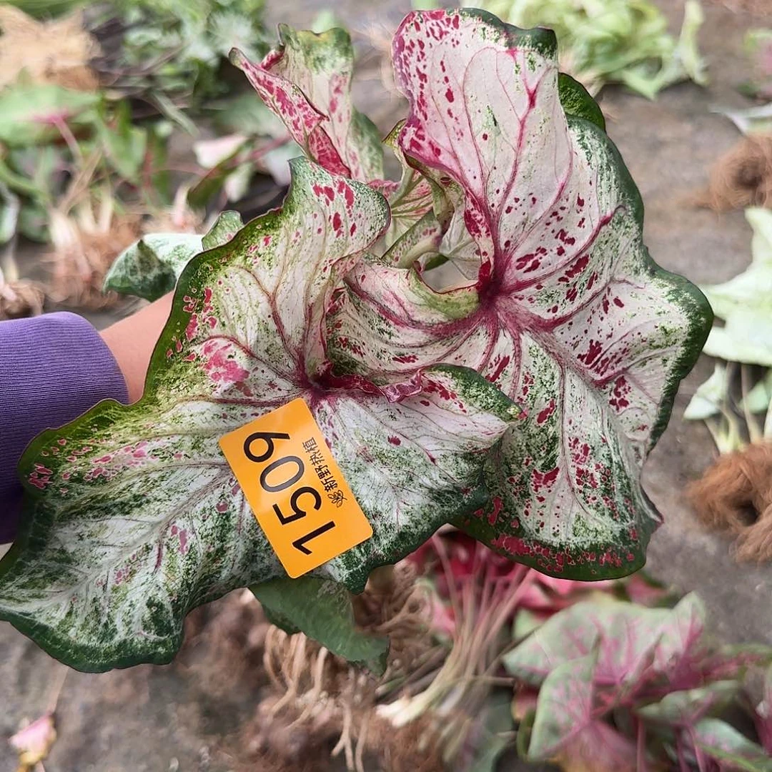 完全开放1502胡椒薄荷7裸球不售后