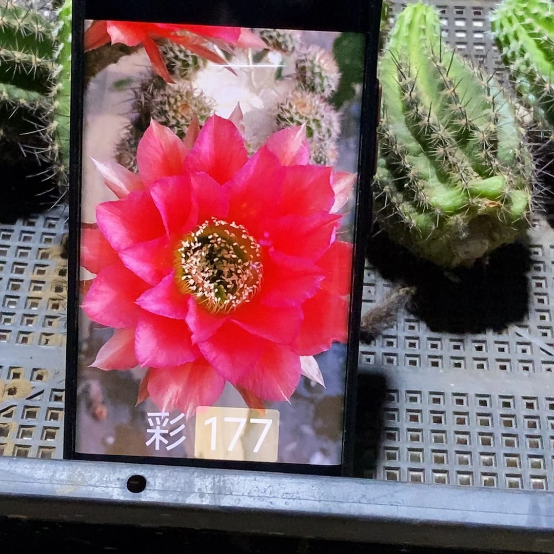 彩 177侧芽歪20包邮/4–5公分 有点徒