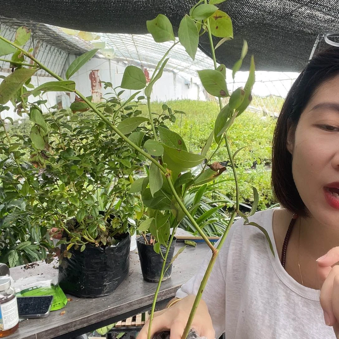 33cy修剪版2棵 福利苗