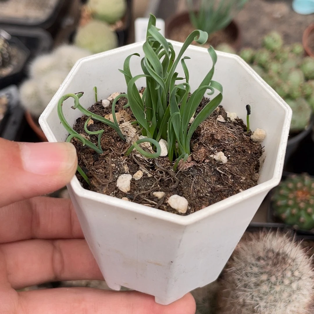 692弹簧草（满18元包邮）