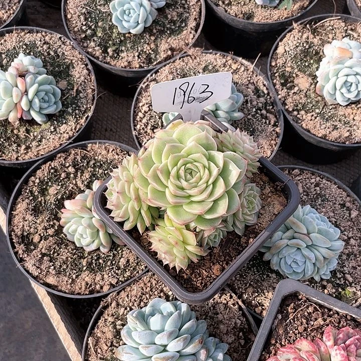 薇薇安园艺多肉1963