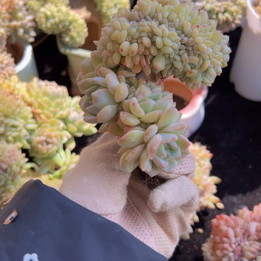 咕*新年快乐冰魄荷花个体瑕