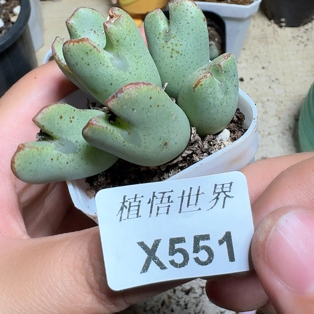 551号多肉植物哇f v