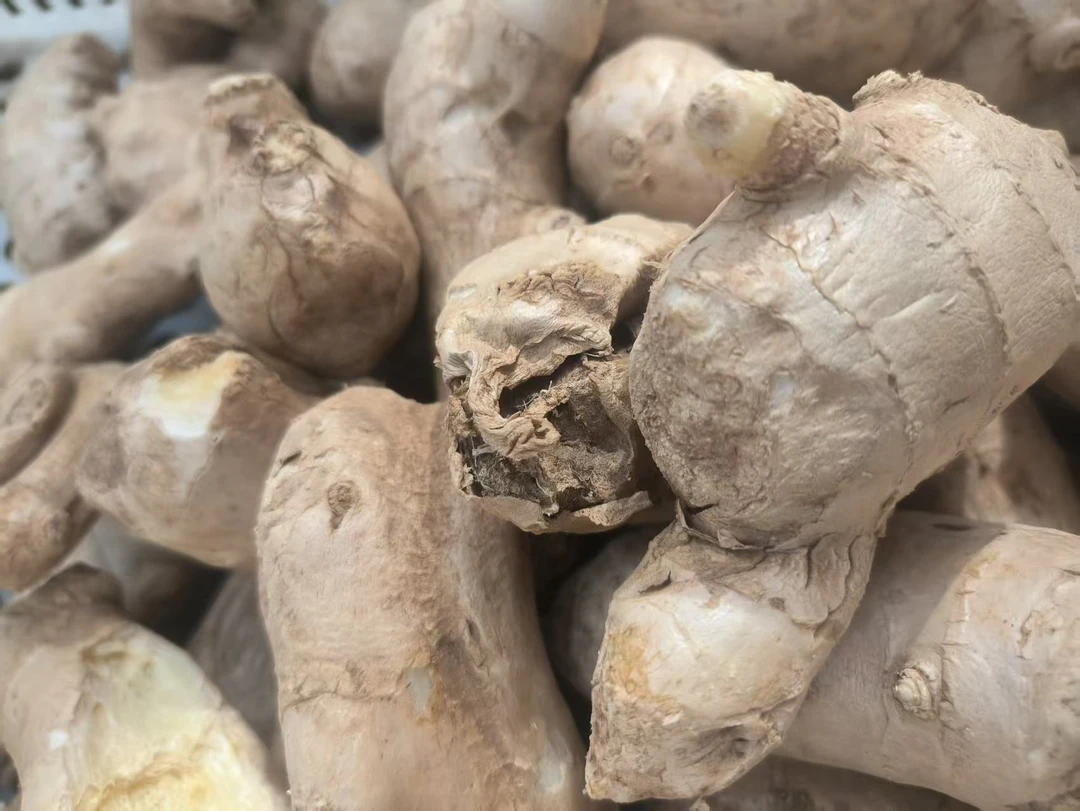 【小鹏哥专属】莱芜现挖红芽老姜带泥发货包邮到家