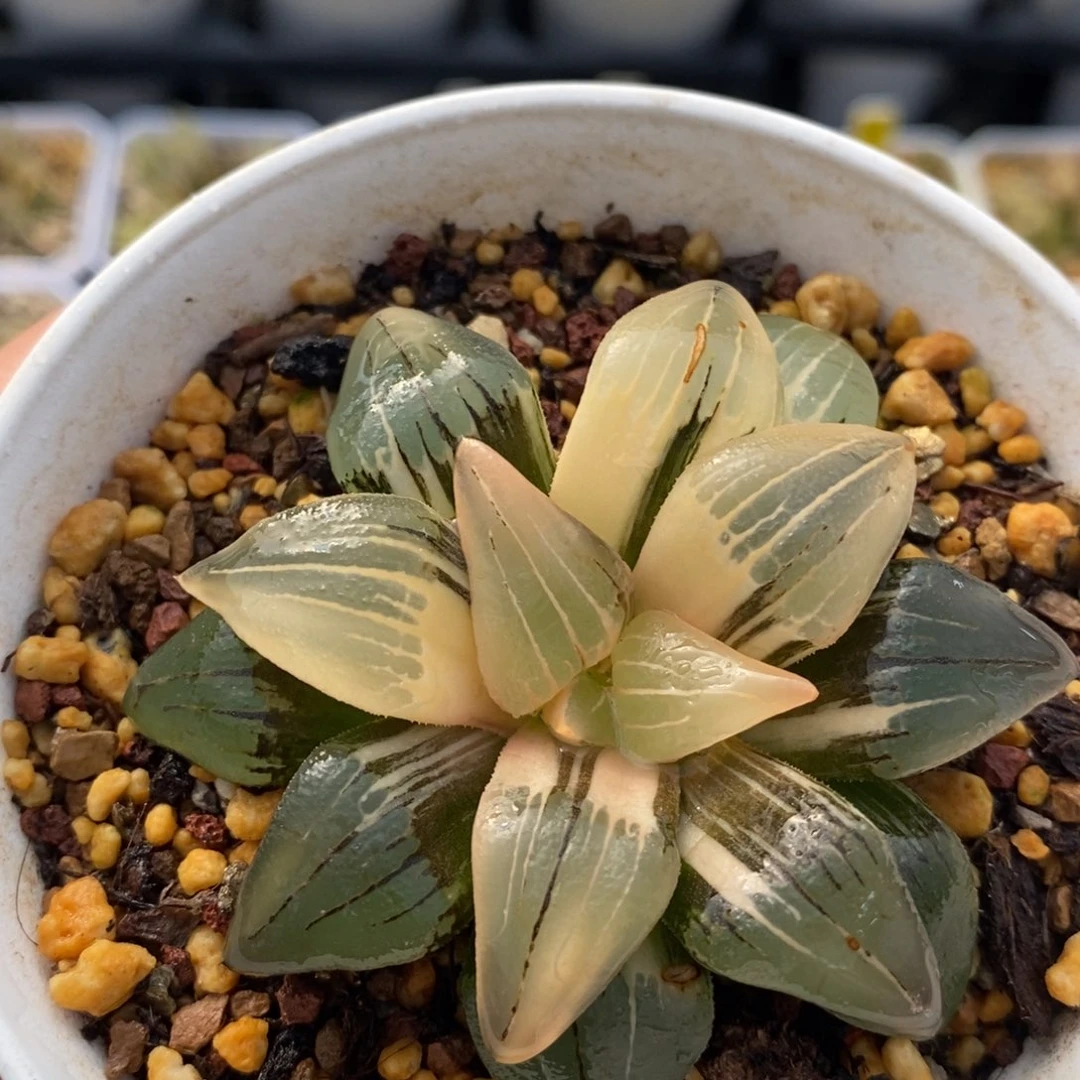 442红纹十二卷多肉植物