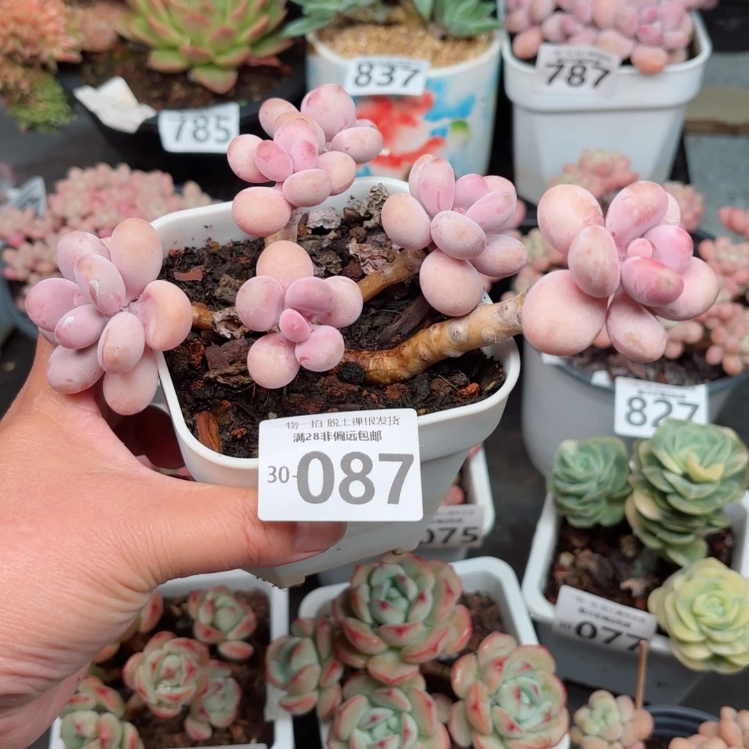 大桃蛋老桩无盆土发货