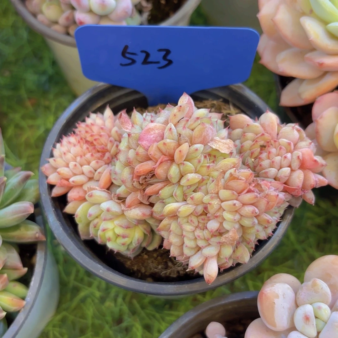 墨***兮云南金致家精品多肉