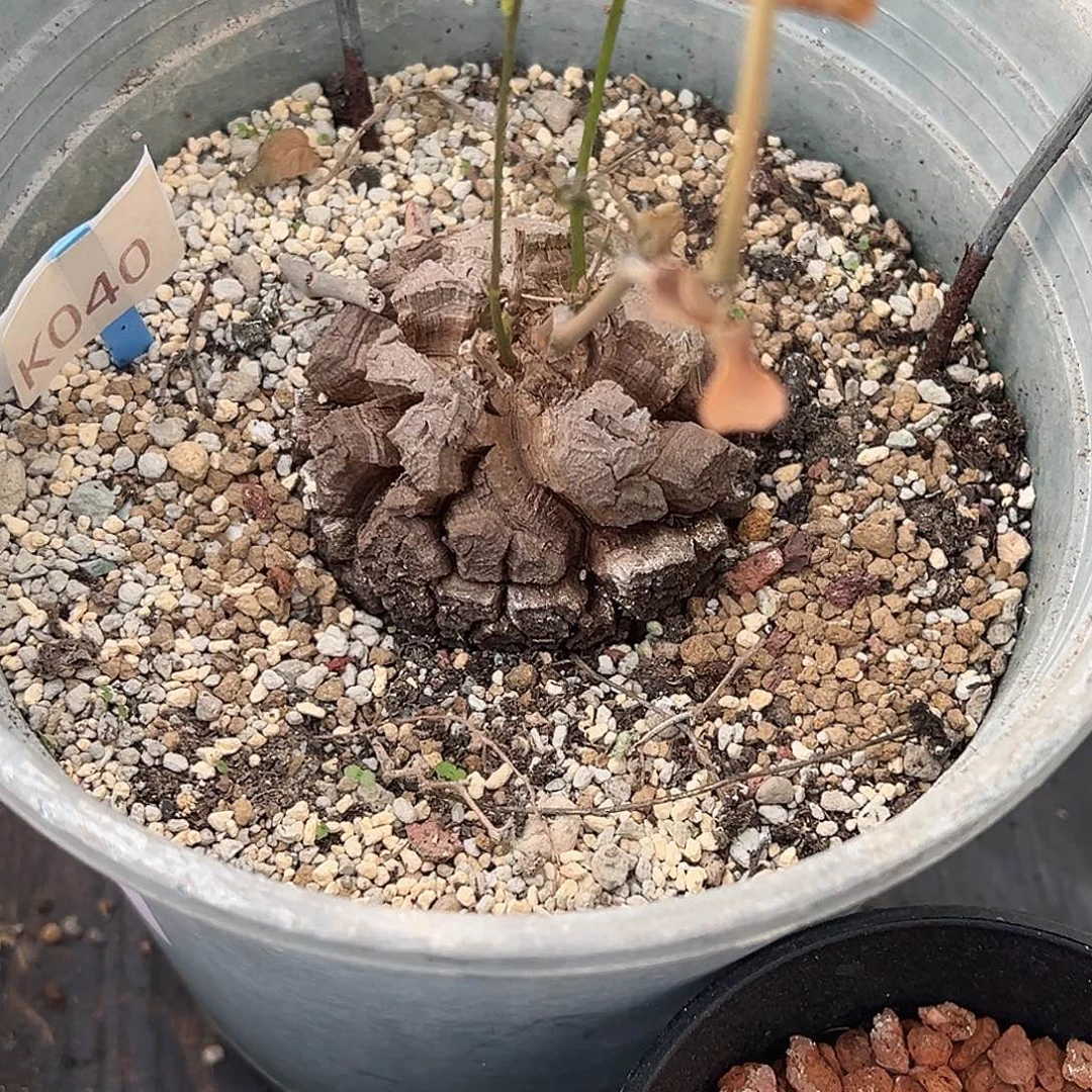 多肉植物专拍 一物一拍 南非龟甲龙040