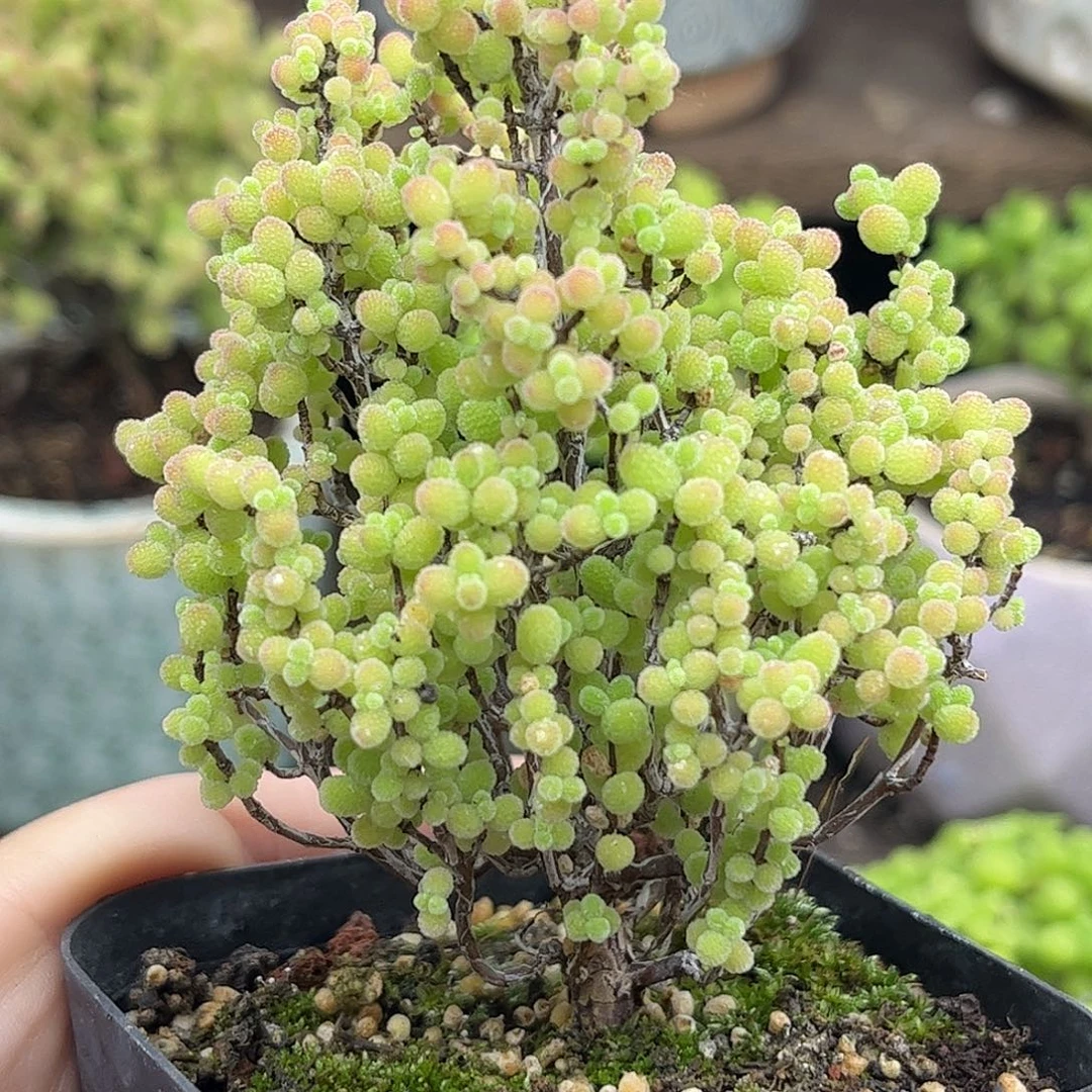 33蜜桔糖球优选枝干番杏