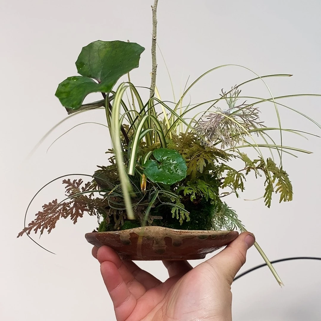 盆景大**醒草 顺丰快递