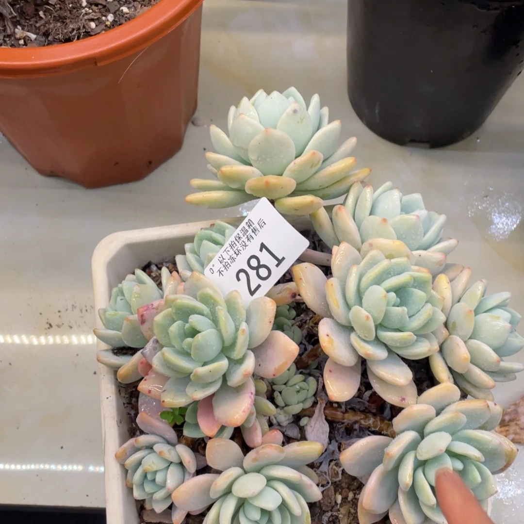 黑大帅多肉281冷香