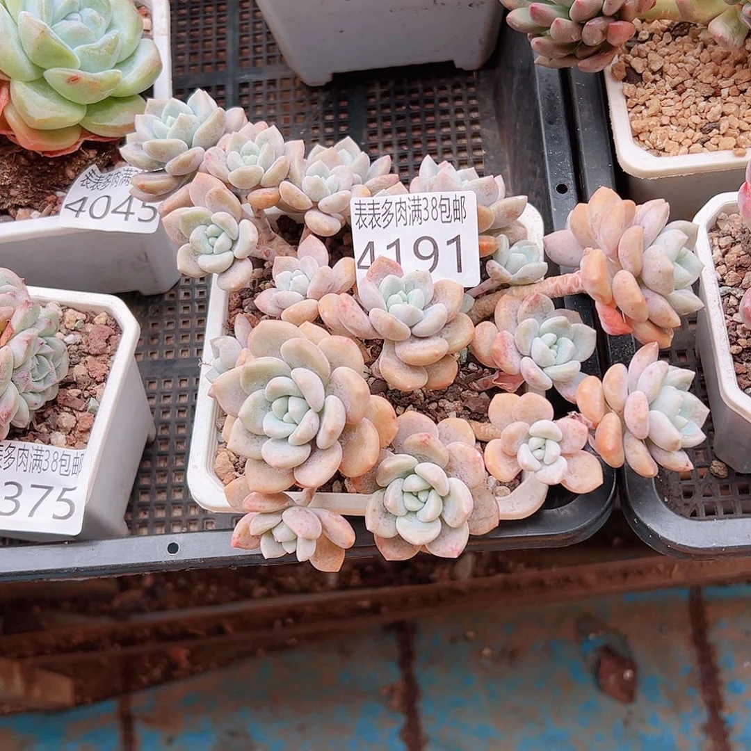 海***欧无花朵多肉一物一拍植物4191