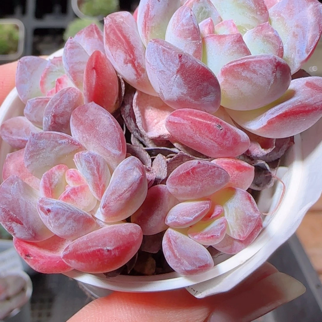 花语逸镜1022-483荷花