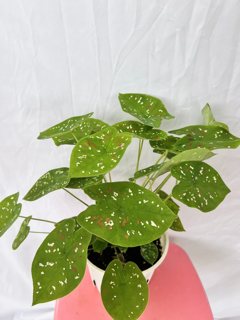 佛罗里达小丑彩叶芋 热植 多年生草本基地直发