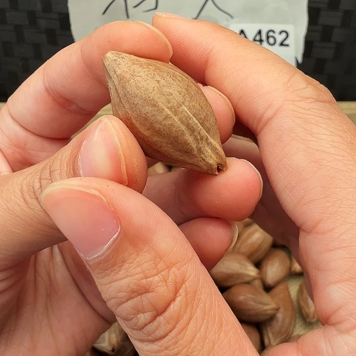 手串/手链橄榄核橄榄