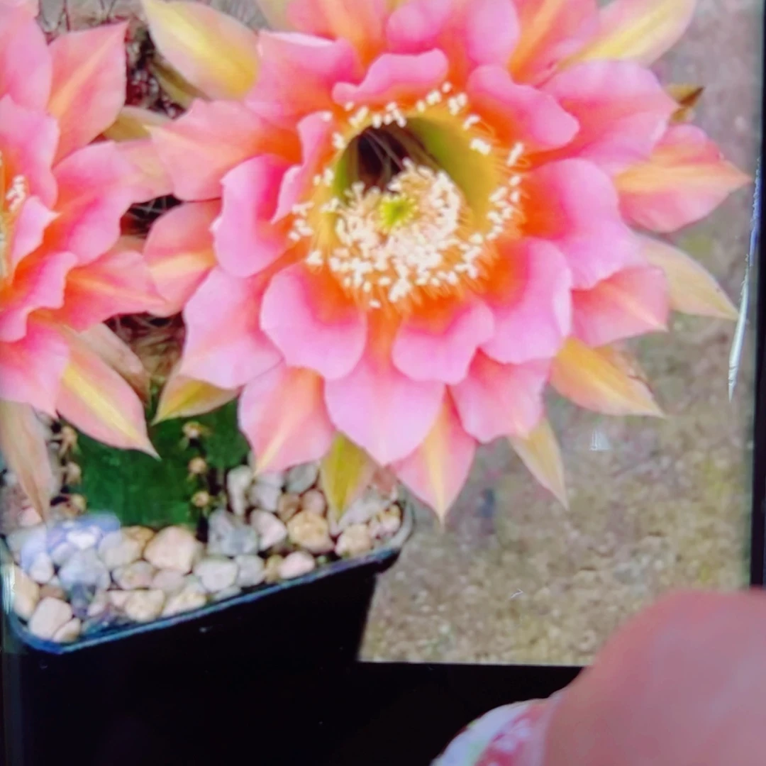 下99彩草路易斯歪无根侧芽4公分左右20包邮