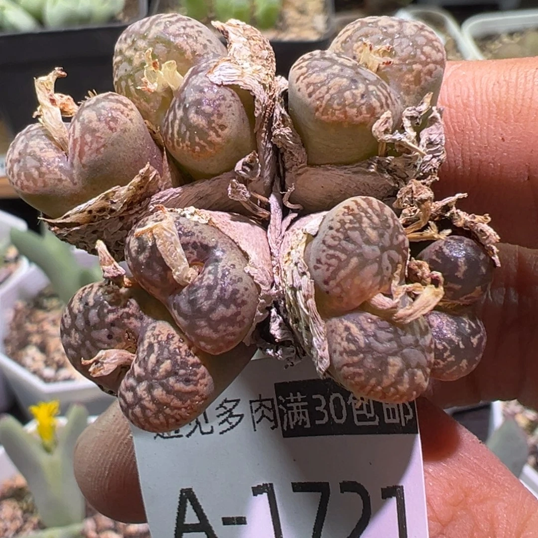 多肉植物11111111111111