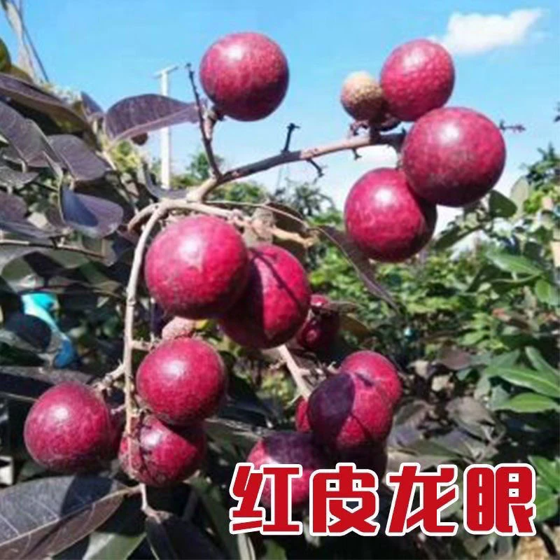泰国红皮荔枝龙眼树苗红皮嫁接荔枝龙眼苗四季结果盆栽地栽果树苗