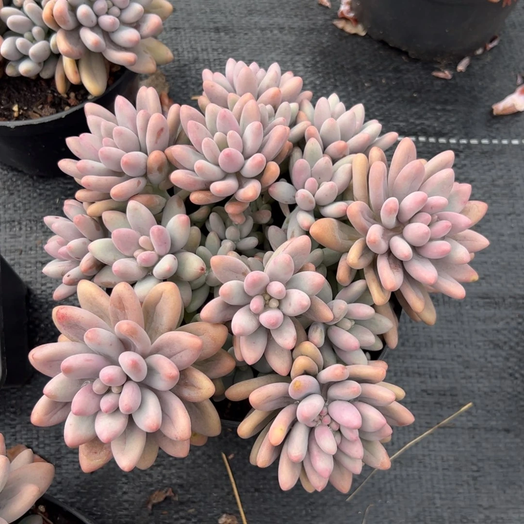 多肉植物粉色恋人