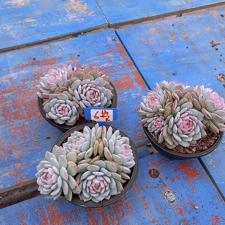 6星星辰带盆一个多肉