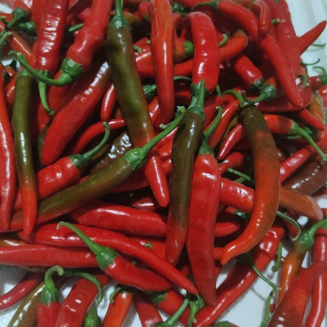 新鲜湖南土辣椒薄皮中辣紫红辣椒现摘现发货