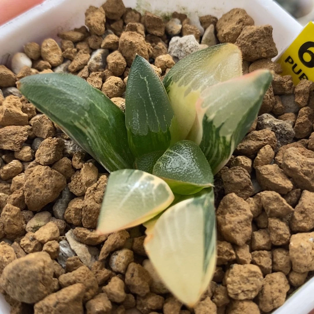 66电路板克锦一物一拍