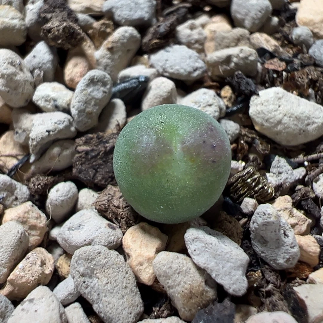 茶***手空卡x桃实生 杂交新品