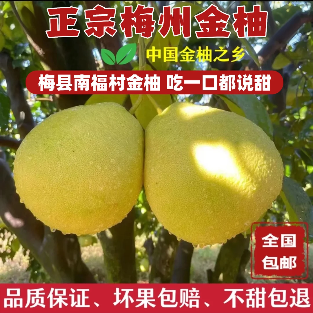 【精品果】广东特产正宗梅州金柚纯甜无酸白肉新鲜梅县柚子沙田柚