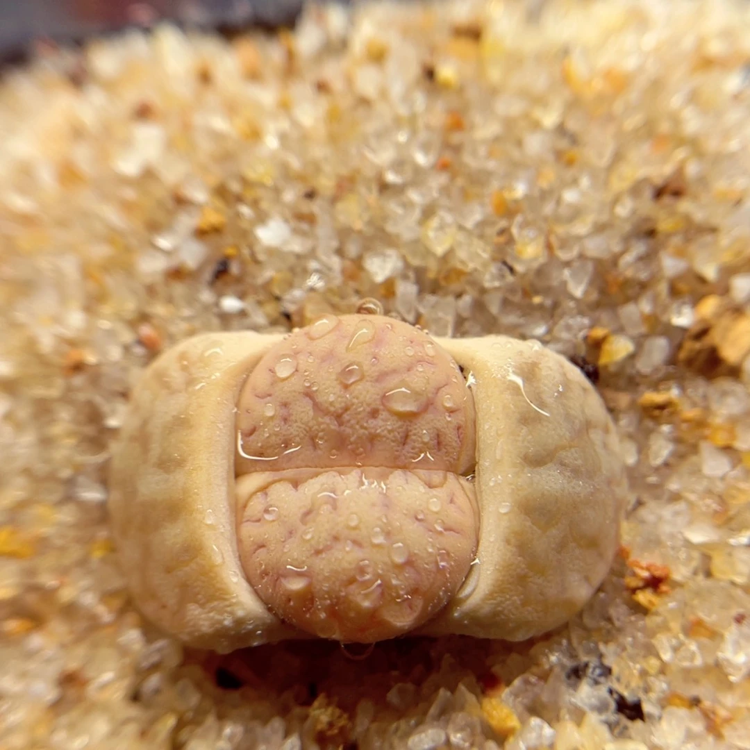 782。 88555588657888788899