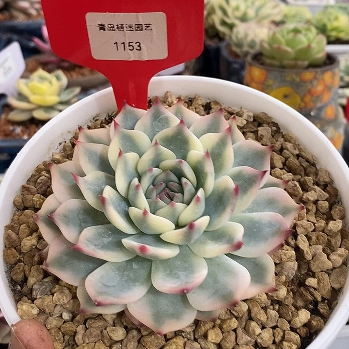 1153号吉娃娃锦多肉